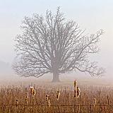 Lone Tree In Fog_22564